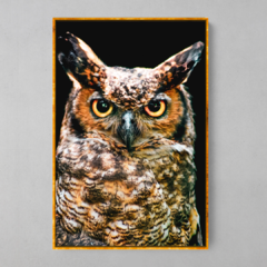 Quadro Corujão de Orelha (Bubo Virginianus) - loja online