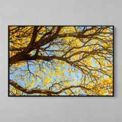 Quadro Decorativo Centenário Ipê Amarelo