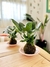 KOKEDAMA SPATHIPHYLLUM COMUN - comprar online