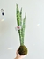 KOKEDAMA SANSEVIERIA