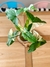 KOKEDAMA SYNGONIUM BLANCO - comprar online