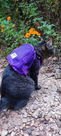 Mochila Pet - tamanho P - comprar online