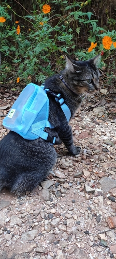 Mochila Pet - tamanho P na internet