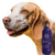 Shampoo Hydra Groomers Pro Neutro Pet Society 1L 1:10