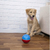 Crazy Ball Bola Comedouro Lento Pequena Para Cães e Gatos Amicus - loja online