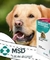 Meticorten Anti-Inflamatório Prednisona 20Mg Gatos Cães MSD - Bahia Delivery 