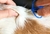 1 Microchip Identificação Eletrônicas Cães Gatos BACKHOME Virbac na internet
