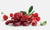 Cranberry Seca Desidratada Soft & Moist Importada Chile Ocean Spray 11,340Kg na internet