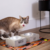 Comedouro Bebedouro Pequeno Pet Gato Em Concreto - loja online