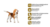 Ração Hpro Premium Performance Cães Adultos Raças Minis E Pequenas Arroz E Frango American Line 2,5Kg - comprar online