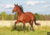 Aminomix Haras Suplemento Aminoácido Para Equinos 25Kg Vetnil na internet