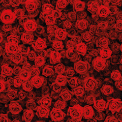 Red Roses