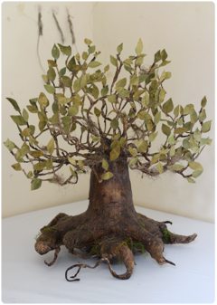 Sivaara, the Elder Tree | OOAK Ancient Dryad Art Doll on internet