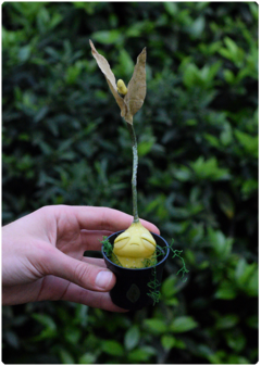 Botanical Sprout 02 | OOAK Art Doll Poseable Plant - buy online