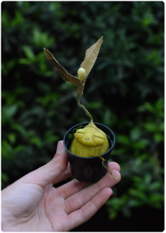 Botanical Sprout 03 | OOAK Art Doll Poseable Plant - buy online