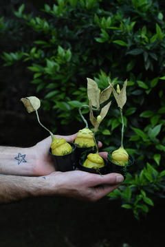 Imagem do Broto Botânico 04 | Art Doll Planta Articulada