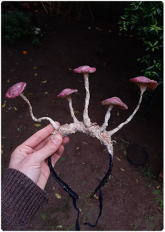 Tiara de Cogumelos Rosa | Diadema Fungi Único na internet