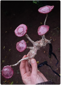 Pink Shroom Tiara | OOAK Mushroom crown - TerraTundra - Artes Mágicas