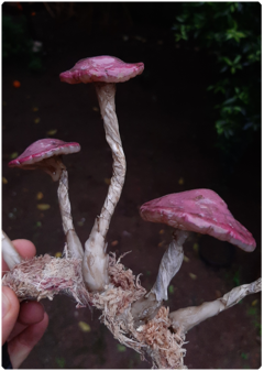 Tiara de Cogumelos Rosa | Diadema Fungi Único - loja online