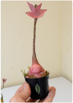 Botanical Sprout Sculpture 06 | Plant OOAK Art Doll - online store