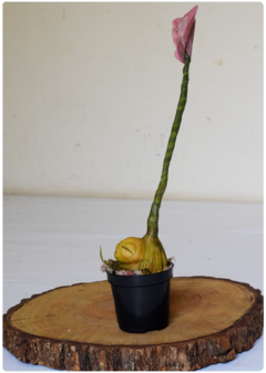 Botanical Sprout Sculpture 07 | Plant OOAK Art Doll - buy online