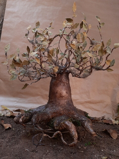 Image of Sivaara, the Elder Tree | OOAK Ancient Dryad Art Doll