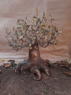 Sivaara, the Elder Tree | OOAK Ancient Dryad Art Doll on internet