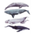 WHALE STACK I