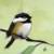 CHICKADEE NO. 143