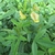 Crotalaria ochroleuca - comprar online