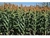 Sorgo BRS Ponta Negra - Sc 20kg - comprar online