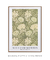 Chrysanthemum pattern by William Morris - comprar online