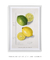 Citrus Limon by Ellen Isham Schutt - minimartes