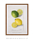 Citrus Limon by Ellen Isham Schutt - comprar online