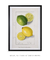 Citrus Limon by Ellen Isham Schutt - minimartes