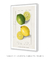 Imagem do Citrus Limon by Ellen Isham Schutt