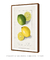 Citrus Limon by Ellen Isham Schutt - comprar online