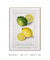 Imagem do Citrus Limon by Ellen Isham Schutt