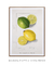 Citrus Limon by Ellen Isham Schutt - comprar online