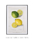 Citrus Limon by Ellen Isham Schutt - minimartes