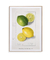 Citrus Limon by Ellen Isham Schutt