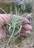 Tillandsia afonsoana