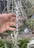 Tillandsia albida 'Long Form'