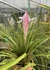 Tillandsia anceps