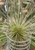 Tillandsia argentea