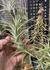 Tillandsia bergerii 'Gigante'