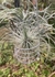 Tillandsia fuchisii gracilis