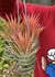 Tillandsia ionantha Guatemala Select