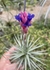 Tillandsia aeranthus