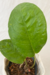 Anthurium Lindmanianum - loja online